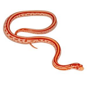 Amelanistic Tessera