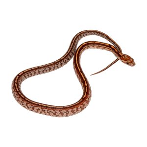 Red Factor Tessera