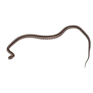 Charcoal Tessera