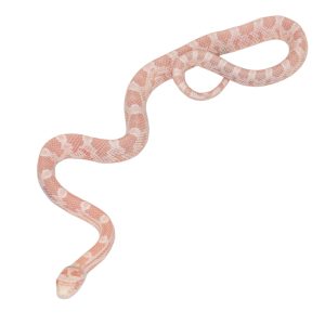 Coral Snow Masque pos Halo 