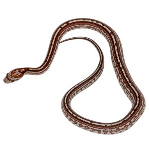 Tessera Miami