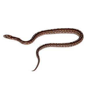 Tessera Miami