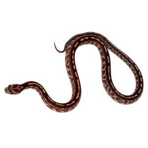 Tessera Miami