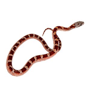 Bloodred Masque