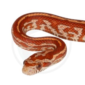 Tessera Hypo