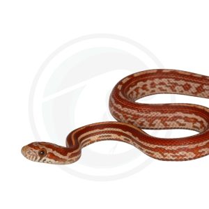 Tessera Hypo