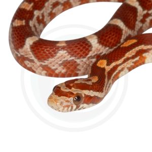 Hypo
