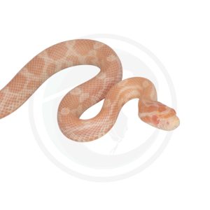 Opal Hypo
