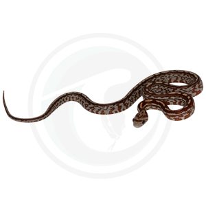 Miami Tessera