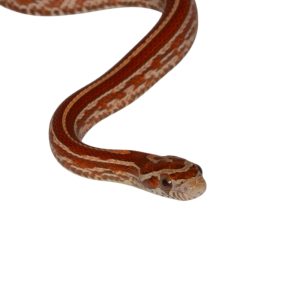 Tessera Hypo